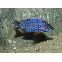 Aulonocara Cobue Aulonocara Cobue